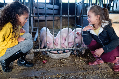 Two mixed-race little girls observing cute little pigs eating in their barn on a farm. Girls are wearing warm clothes on a sunny autumn day. Horizontal full length outdoors shot with copy space.