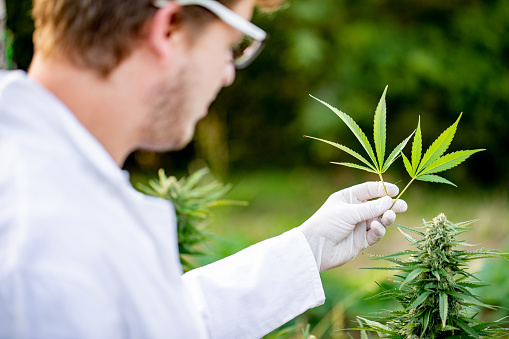 Researcher Holding Two Cannabis Leaves.