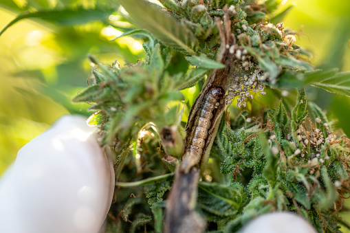 Researcher Finding Worm Parasite in Cannabis Stem.