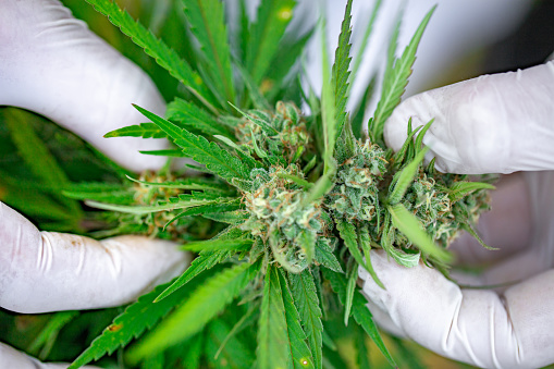 Researcher Examining Cannabis Bud for Pests and Parasites.