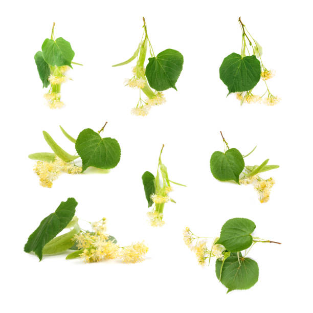 set of linden flowers on white background