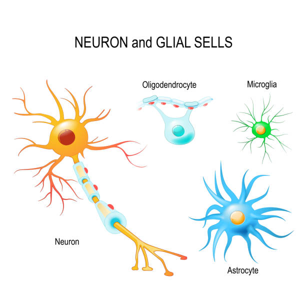 Cells of human's brain. Neuron and glial cells (Microglia, astrocyte and oligodendrocyte) Cells of human's brain. Neuron and glial cells (Microglia, astrocyte and oligodendrocyte). Vector diagram for educational, medical, biological and science use nerve cell illustrations stock illustrations
