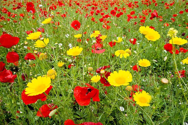 istock meadow of poppy seeds 105081145