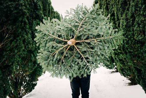 Sixteen year old boy carrying his Christmas tree he has just bought, home through the snow. He  is wearing a black jacket, dark coloured trousers and a pair of rubber boots. Horizontal format with some copy space.