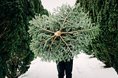 Teenage boy carrying a Christmas tree home.