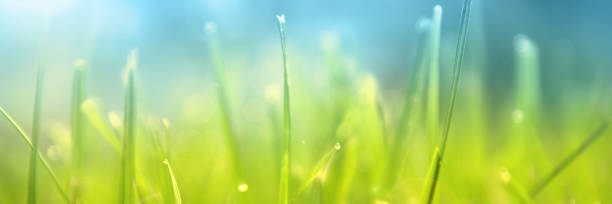 istock Grass. Fresh green spring grass with dew drops closeup. Sun. Soft Focus. Abstract Nature Background, border design panoramic banner 1050814132