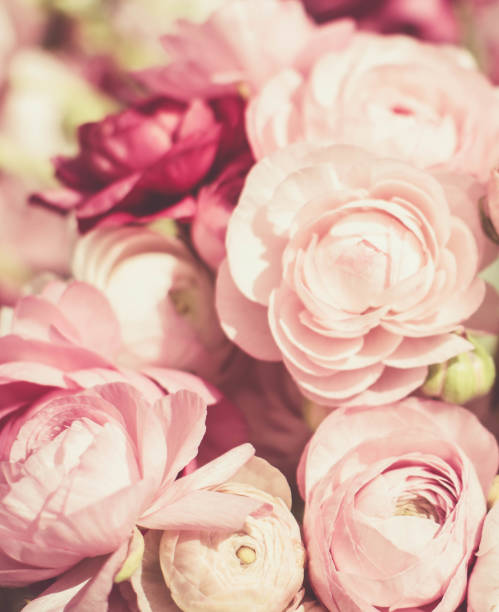 istock Bouquet of pink peony roses 1050814280