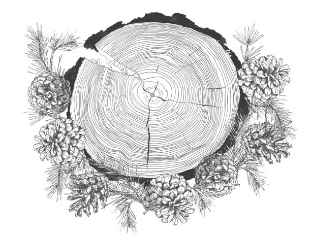 realistyczny szkic atramentu botanicznego gałęzi jodły z szyszki i pierścienie wzrostu drzewa pnia izolowane na białym tle. - tree ring stock illustrations