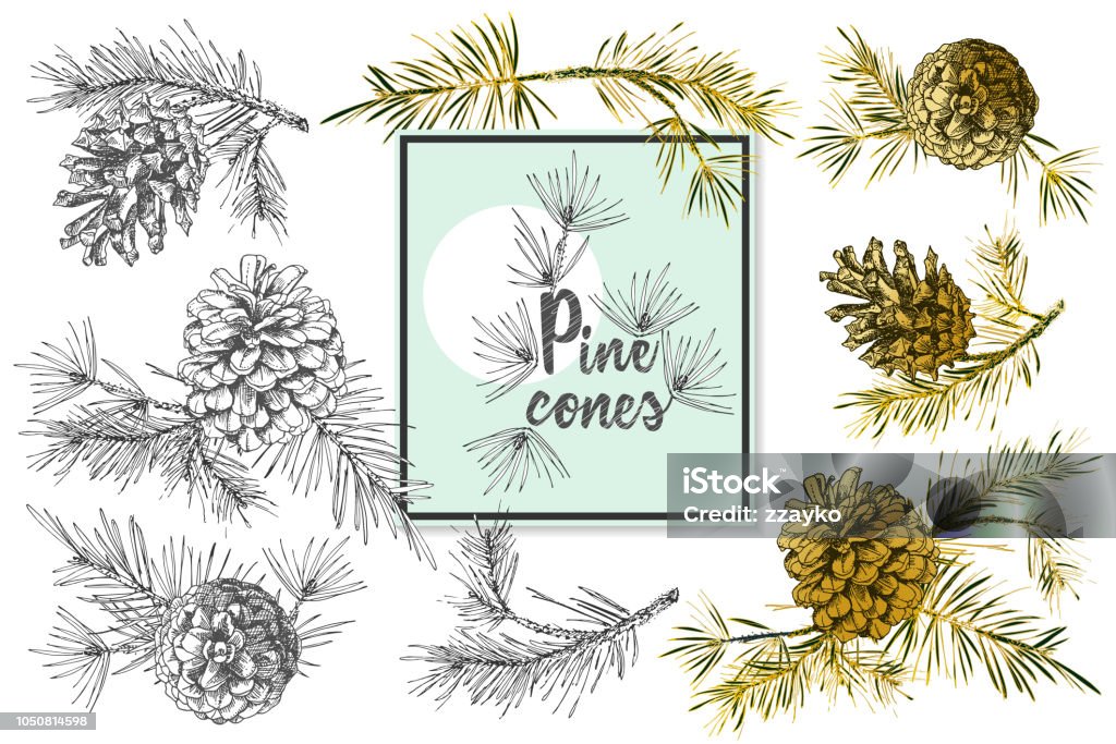 Set Realistic Botanical ink sketch of fir tree branches with pine cone on white background. Vector illustrations Set Realistic Botanical ink sketch of fir tree branches with pine cone in golden, black and white colors on white background. Good idea for templates invitations, greeting cards. Vector illustrations Pine Tree stock vector