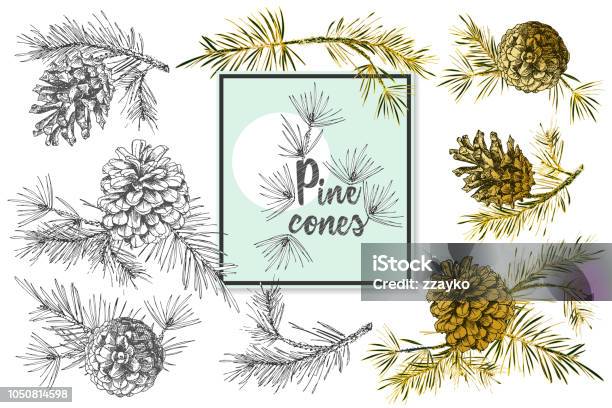 Set Realistic Botanical Ink Sketch Of Fir Tree Branches With Pine Cone On White Background Vector Illustrations Stock Illustration - Download Image Now