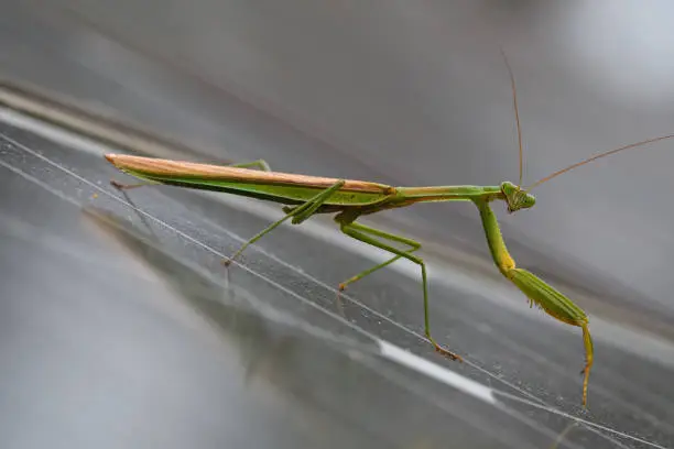 Praying mantis on solar panels on a cloudy day. Mantises are an order (Mantodea) of insects that contains over 2,400 species. They have triangular heads with bulging eyes supported on flexible necks.