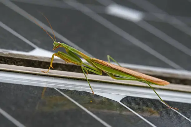 Praying mantis on solar panels on a cloudy day. Mantises are an order (Mantodea) of insects that contains over 2,400 species. They have triangular heads with bulging eyes supported on flexible necks.