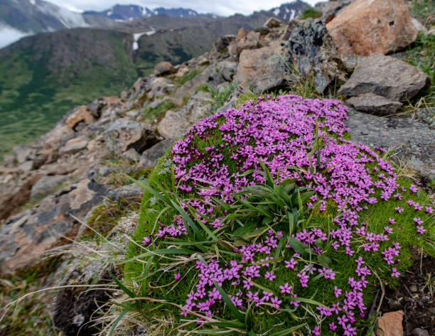 kwiaty polne i widok z góry - flattop mountain zdjęcia i obrazy z banku zdjęć