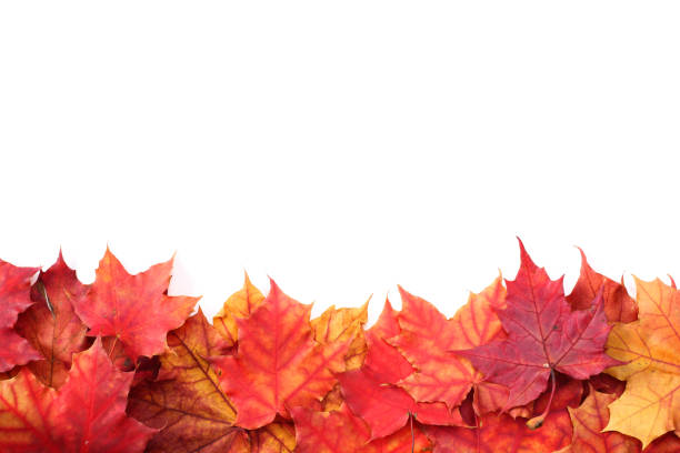 istock Isolated Autumn Leaves 1050818160