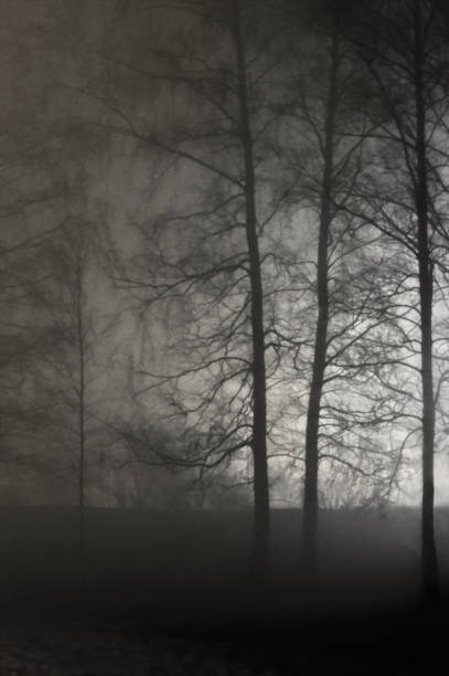 istock Illuminated Naked Leafless Branches, BacklitMisty Trees Silhouettes, Black Stone Wall, Vertical Bright Background Lit Outdoor Night Scene, Brightly Glowing Searchlight Light, Loneliness Concept Solitude Metaphor, Deserted Outdoors, Foggy Rainy Autumn Midn 1050820376