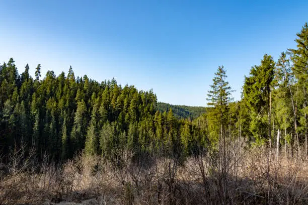 coniferous forest landscape in spring
