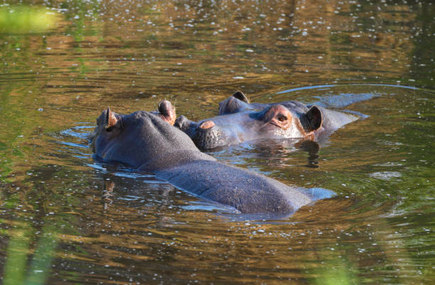 мыс или южноафриканский бегемот гиппопотам амфибия капенси - hwange national park стоковые фото и изображения