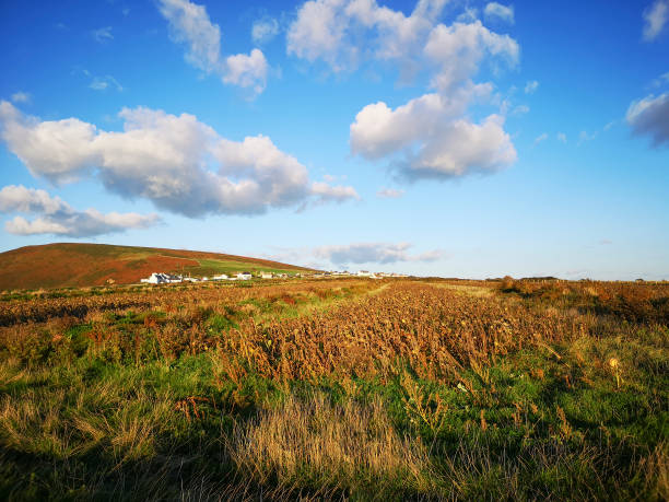 Farm land in Rhossili On the west coast of the Gower Peninsular. Rhossili Village can be seen in the distance and the crop of sunflowers has wilted into the Autumn sunshine.