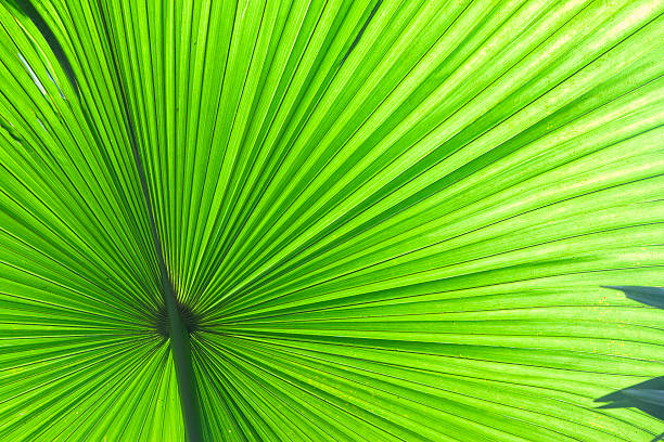 istock tropical leaf detail green texture background 105082298