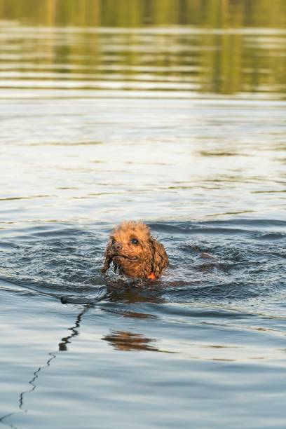 istock Toy poodle swimming in lake 1050825592