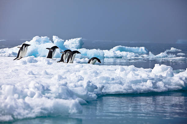 istock Adelie Penguins, Paulet Island, Antarctica 105082618