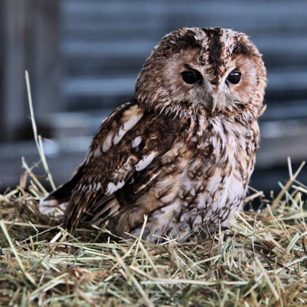 istock A view of a Tawny Owl 1050826248