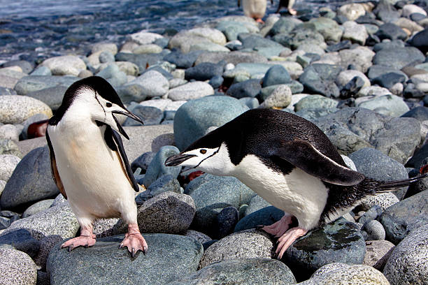 Penguins bickering Penguins bickering, Half Moon Island , Antarctica penguins fighting stock pictures, royalty-free photos & images
