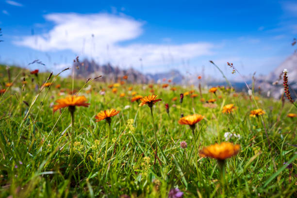 istock Abstract background of Alpine flowers. 1050831022