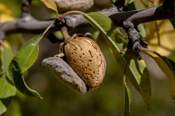 istock health store almonds 1050835668