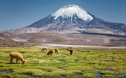 Alpaca's (Vicugna pacos) grazing on the shore of Lake Chungara at the base of Parinacota Volcano, in the Altiplano of northern Chile.