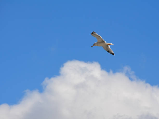 A seagull float in the air on the background of a large white cloud