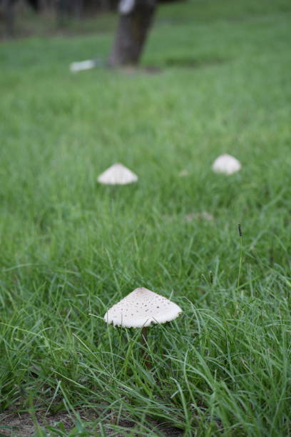 istock White mushroom in the yard 1050843538