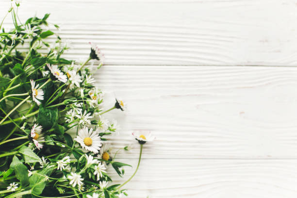 hello spring image. beautiful little white flowers with greenery on rustic white wooden background top view. space for text. greeting card. earth day. happy mothers woman day. eco
