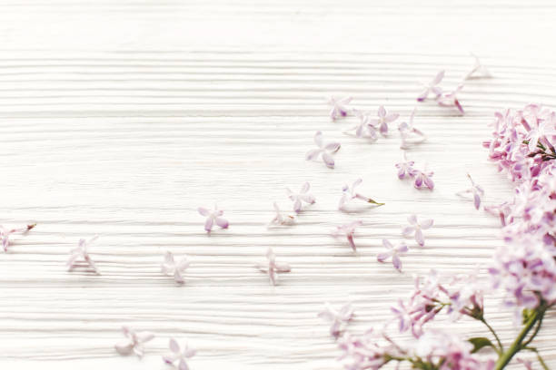 istock hello spring image. beautiful tender lilac flowers and petals in light on white wooden rustic background top view. happy earth day. greeting card. space for text. happy mothers day 1050846580