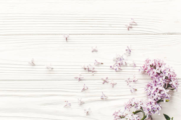 istock beautiful lilac flowers on rustic white wooden background top view. space for text. greeting card. earth day. happy mothers woman day. eco. hello spring flat lay image 1050846726