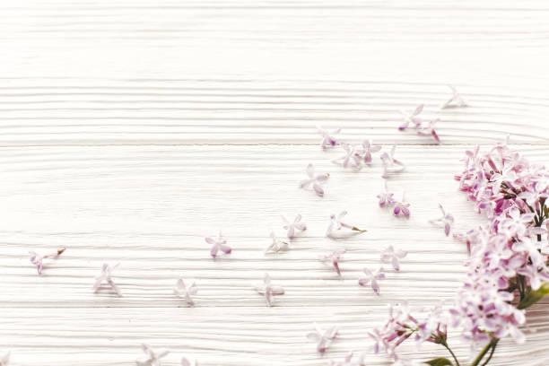 istock hello spring image. beautiful tender lilac flowers and petals in light on white wooden rustic background top view. happy earth day. greeting card. space for text. happy mothers day 1050846774