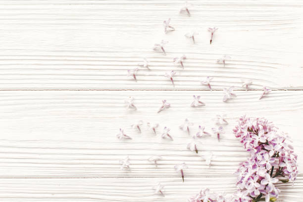 istock hello spring flat lay image. beautiful lilac flowers on rustic white wooden background top view. space for text. greeting card. earth day. happy mothers woman day. eco 1050846844