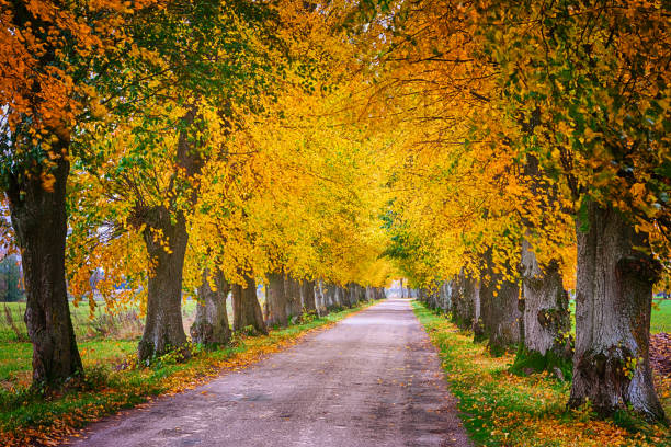istock countryside road in autumn 7 1050847344
