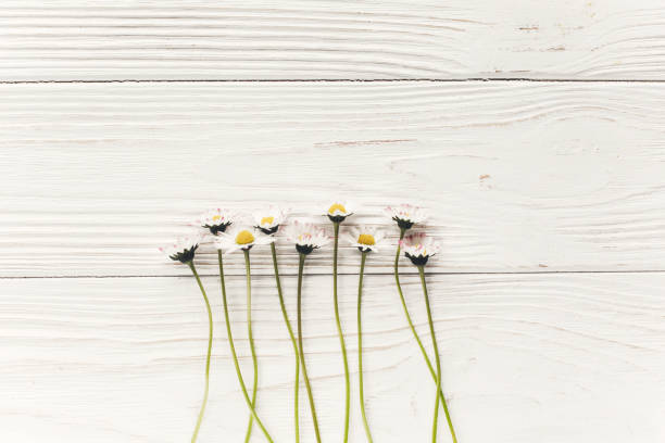 istock hello spring flat lay. beautiful daisy flowers on rustic white wooden background top view. space for text. stylish fresh image. greeting card. earth day. happy mothers woman day 1050847480