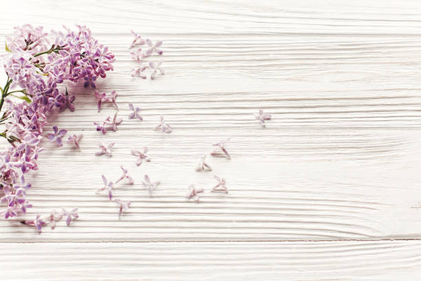 istock beautiful lilac flowers on rustic white wooden background top view. space for text. greeting card. earth day. happy mothers woman day. eco. hello spring flat lay image 1050847788
