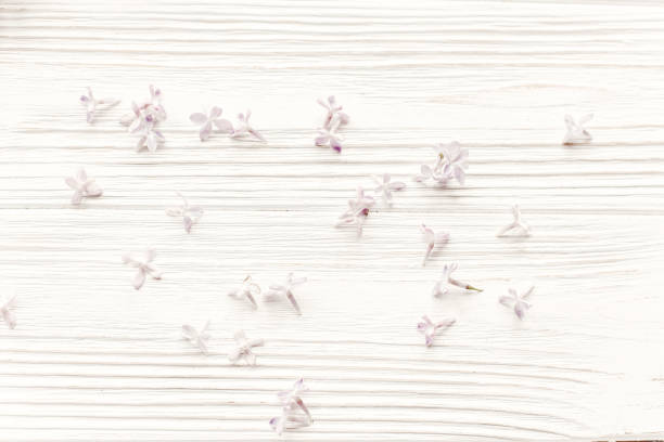 istock hello spring image. beautiful tender lilac flowers and petals in light on white wooden rustic background top view. happy earth day. greeting card. space for text. happy mothers day 1050847796