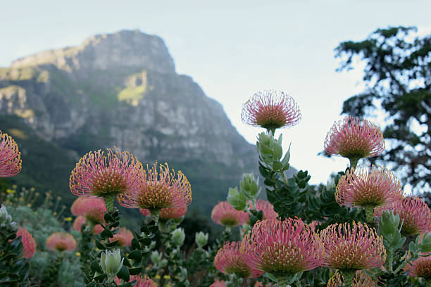 fiore di protea - steiner foto e immagini stock