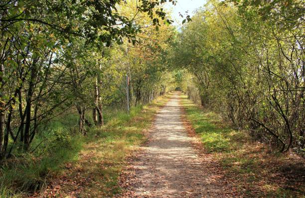 der weg - treelined single lane road lumber industry footpath 뉴스 사진 이미지