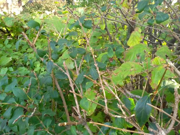 istock Close up sunny autumn garden shrub 1050852126