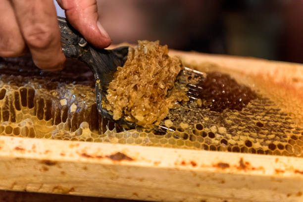 istock Beekeeper removes the wax lids from honeycombs frames 1050856322