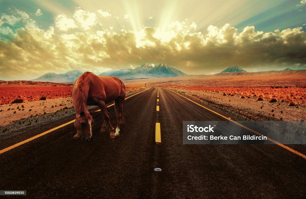 Manipulation Techniques And Photoshop Cc Stock Photo - Download Image Now - Abstract, Animal, Animals In Captivity - iStock Manipulation Techniques And Photoshop Cc Stock Photo - Download Image Now - Abstract, Animal, Animals In Captivity - iStock