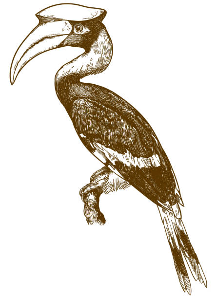 illustration der großen nashornvogel gravur - doppelhornvogel stock-grafiken, -clipart, -cartoons und -symbole