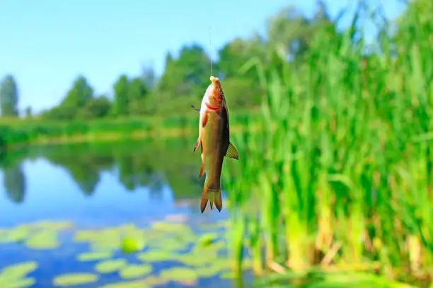 Small tench caught on fishing-rod. Fishing. Fish caught on cane and pond background. Fish on hook. Summer fishing