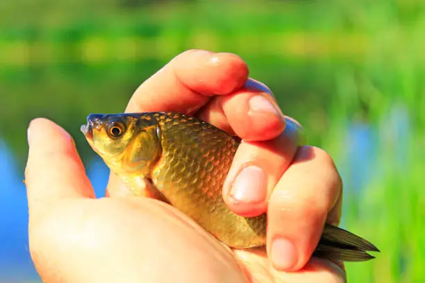 Crucian laying on palm. Crucian caught on fishing-rod. Lucky fishing. Crucian caught on cane and pond background