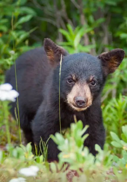 Black bear cub in Jasper National Park